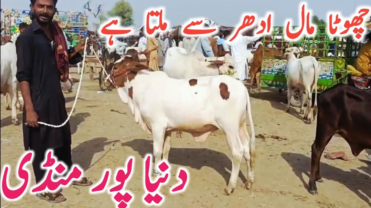 Dunea Pur Mandi | Cholistani Sahiwal Zero Size Bachre || Global Village Farming