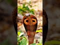 দক্ষিণ এশিয়ার সবচেয়ে পরিচিত কোবরা! | Most Famous Cobra of South Asia