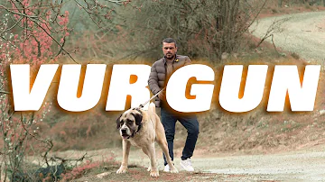 Şampiyon Köpek İlk Kez Görüntülendi! · VURGUN ve Veliahtları · Kürşat Ayhan Mersin
