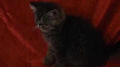 Video 2617451: exotic shorthair brown tabby, cat tiger, tiger love, cat sweet love
