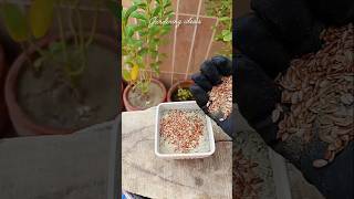 How to grow Flax Seed(Alsi)  #gardening #shorts