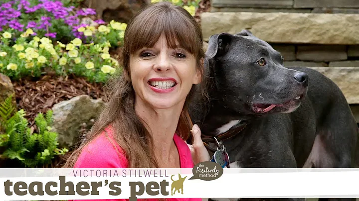 Choosing an Effective and Humane Collar | Teacher'...