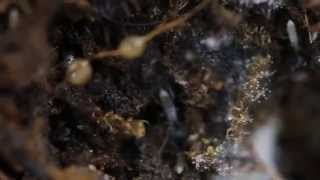 Silver Springtail colony, Collembola