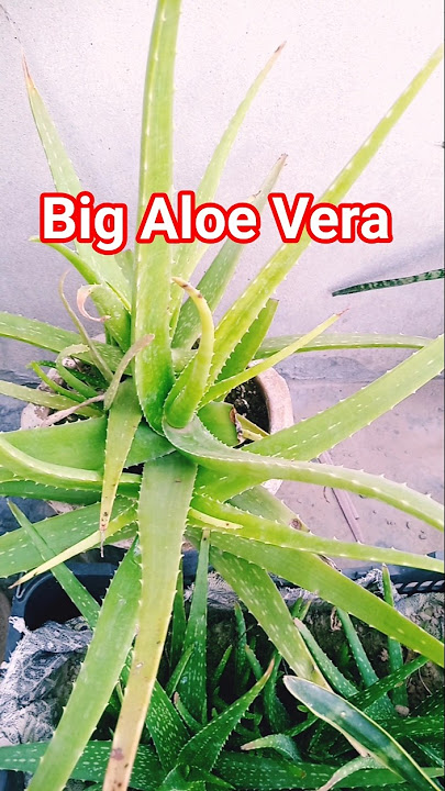 Aloe Vera Hacks: Care, Benefits & Easy Propagation! #shorts #trending