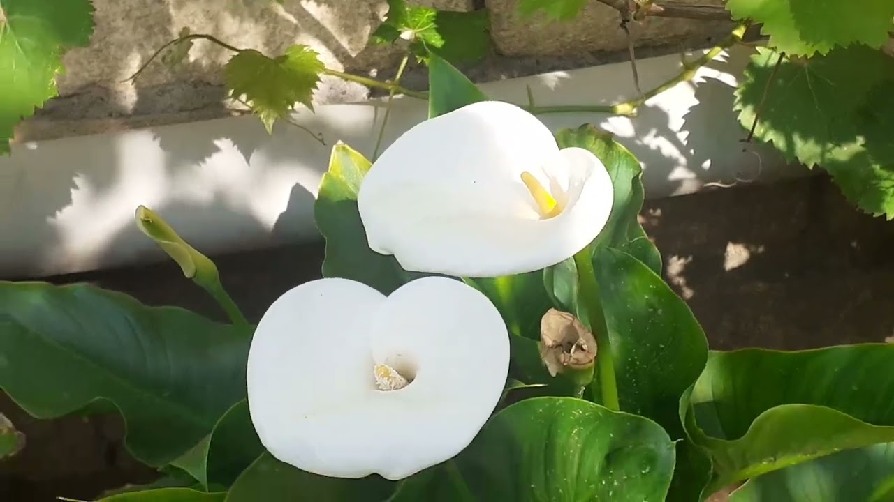 Baharın gözəllikləri 🌺