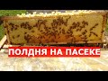 КАК ПРИНЯЛИ МАТОК и про МАЙСКИЙ МЁД 7.06.2020/пчеловодство на стационаре