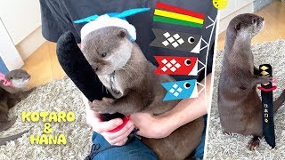 カワウソコタローとハナ　端午の節句！こどもカワウソの日　Otter Kotaro&Hana May 5th Children's day in Japan