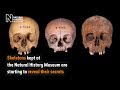 Skeletons reveal their secrets | Natural History Museum