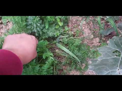 Kif tiżra l-karrotti (growing carrots)