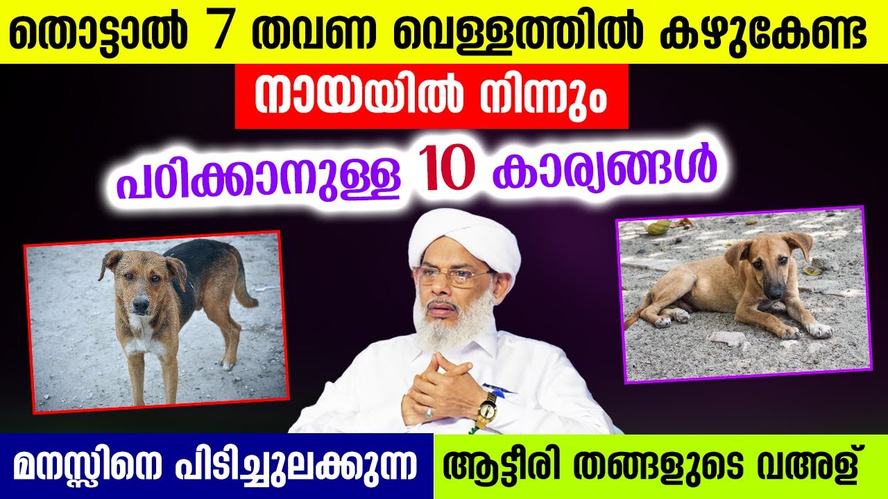 തൊട്ടാൽ 7 തവണ വെള്ളത്തിൽ കഴുകേണ്ട നായയിൽ നിന്നും പഠിക്കാനുള്ള 10 കാര്യങ്ങൾ... Atteeri Thangal Speech