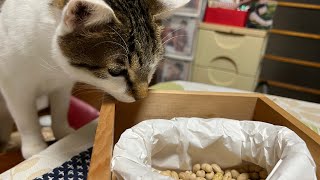 那須の長楽寺の節分と猫。2022