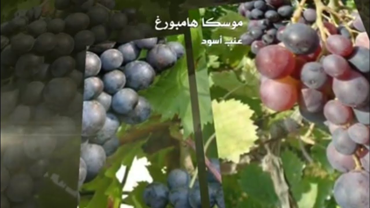 اصناف العنب 19: موسكا همبورغ او موسكا اسود Muscat de Hambourg
