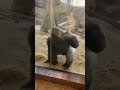 Shocking Gorilla Reaction | Silverback Responds to Red Cloth #amazinganimals #gorilla #silverbackg