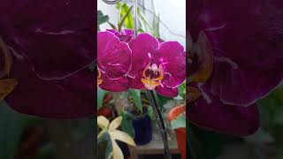 #фаленопсис Lianher Focus темный вариант🌸 #орхидеи #цветениеорхидей #цветы #растения #shorts