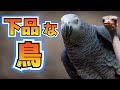 下品なヨウム、暴走するダチョウ現る【バチクソニュース】