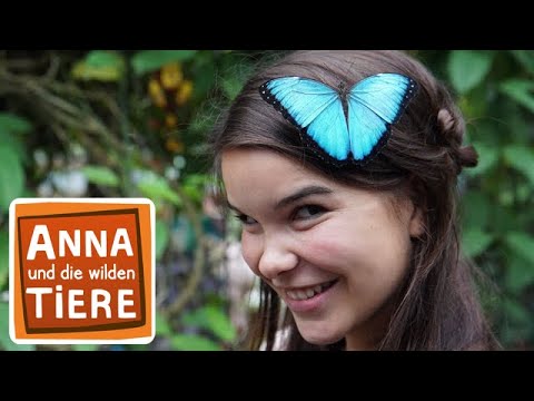 SOPHIA - Schmetterling (Official Video)