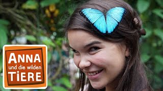 Im Garten der Schmetterlinge | Reportage für Kinder | Anna und die wilden Tiere