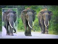 Very beautiful elephant kings have come to the road and are very beautiful..