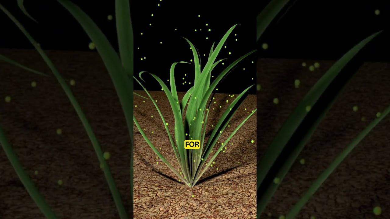 How Do Plants Breathe? The Secret Life of Leaves Explained!