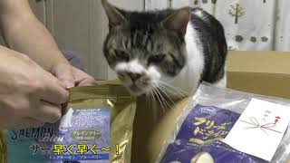 リキちゃんにお中元が届いたよ！猫が喜ぶ激うま・爆食ドライフード☆プレゼントありがとうございます♪お礼動画【リキちゃんねる　猫動画】Cat video　キジトラ猫との暮らし