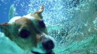 Jack russell terrier diving