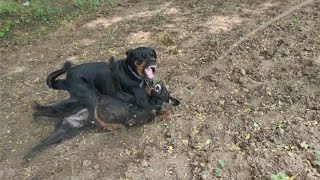 rottweiler dog attack video | rottweiler fight video | dog fight video @THEROTT screenshot 3