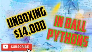Unboxing $14,000 in Investment Ball Pythons. Strangers, Batmans!!! Profile