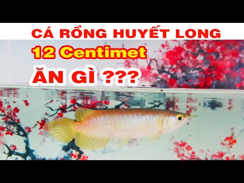Video CÁCH NUÔI CÁ RỒNG SIZE NHỎ : CÁ RỒNG HUYẾT LONG 12 CM... - youtube