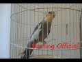 Burung Falk Ngekek Panjang Pancingan Parkit Australia Untuk Harian Omkicau(.mp3 .mp4) Mp3 - Mp4 Download
