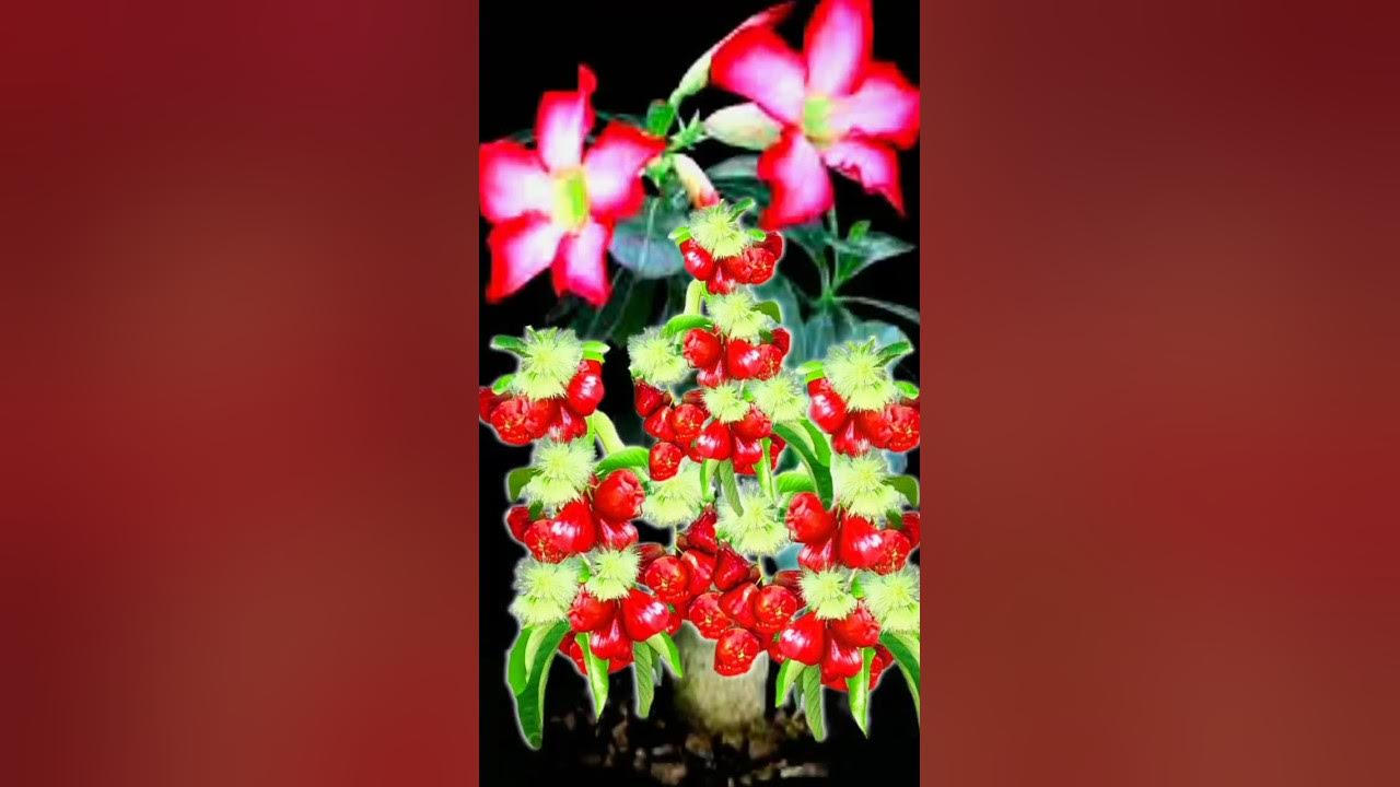 new discovery of how to propagate rose apple trees with frangipani tree grafting techniques