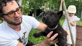 Выбираем волчатам ИМЕНА ✅ Канадские волки в Парке Северных Волков 🐺 