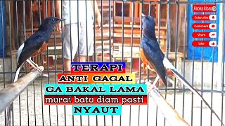 TERAPI ANTI GAGAL MURAI BATU DIAM PASTI NYAUT BONGKAR ISIAN