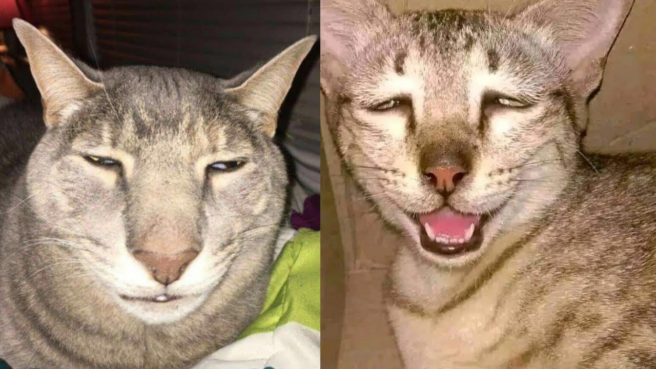 🤣🤪 Смейтесь от души: лучшие кошачьи неудачи, которые поднимут вам настроение! 🐾🤣