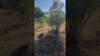 Kıvırcık Ali - - Bir Selam Sal