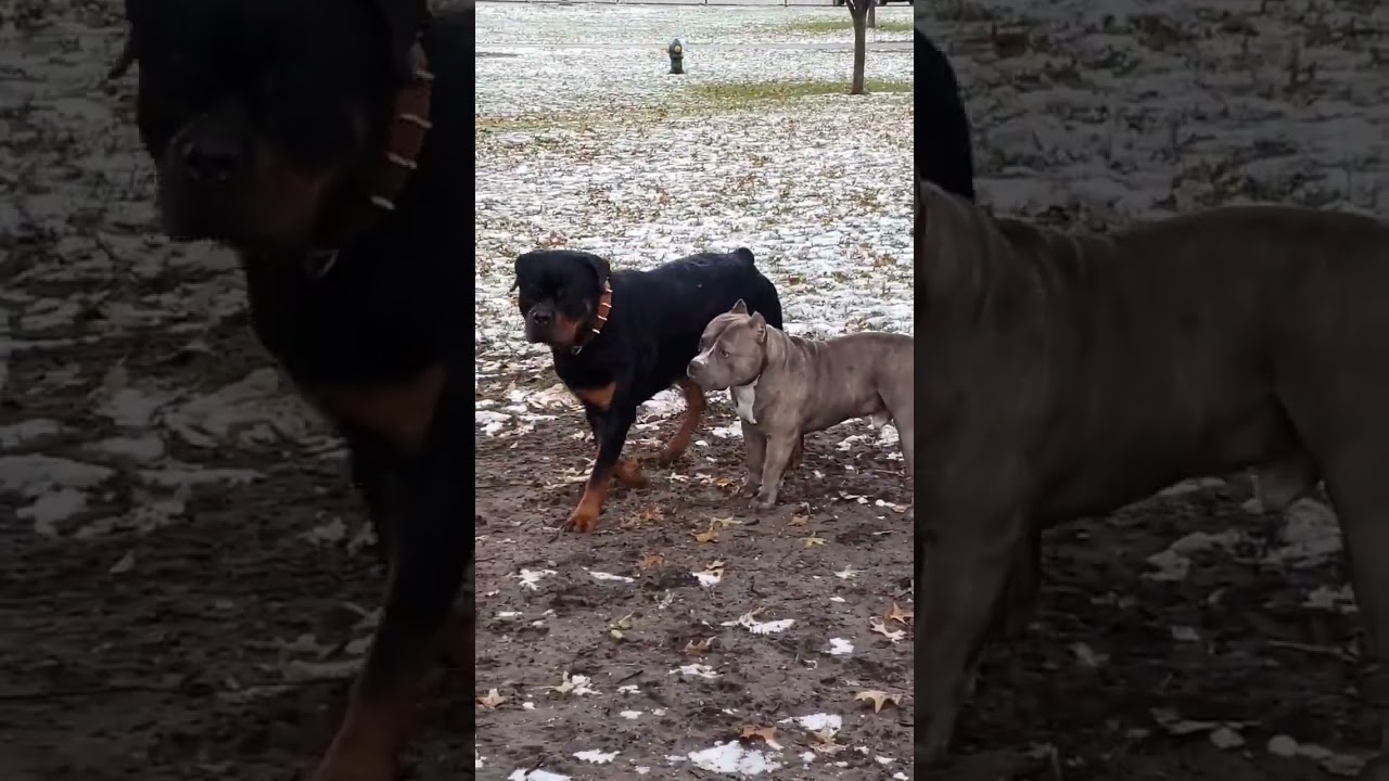 Rottweiler vs American Bully 