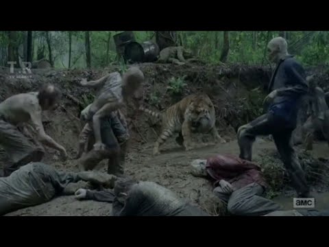 The Walking Dead - Tiger vs Zombies