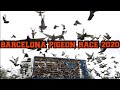 BARCELONA PIGEON RACE 2020