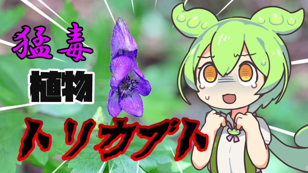 カエルになると縮んでしまう ゆっくり生物解説 アベコベガエル Youtube