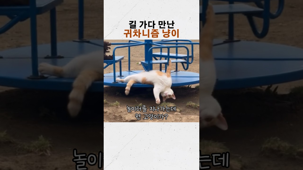 놀이터에서 혼자 노는(?) 고양이