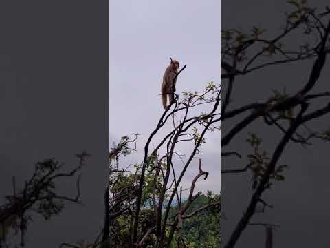 Feeding Foods And Fruits To The Hungry Wild Monkeys #2678