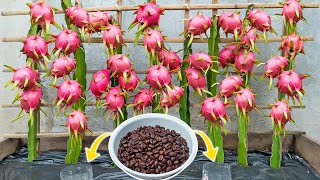 Growing red dragon fruit from branches, just one teaspoon is surprisingly abundant
