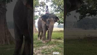Hathi ki Dosti ❤️ #elephantlove #wildlife #elephantattack #dosti #hathiraja #hathirajakahanchale