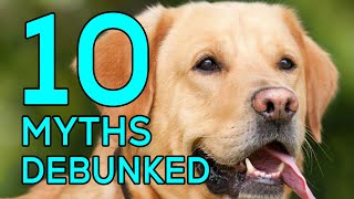 10 Labrador Retriever Myths Debunked by Victor Van Buren 47 views 3 months ago 3 minutes, 6 seconds
