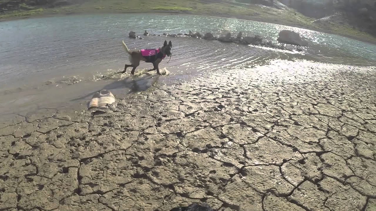 Hurtta Life Jackets for dogs YouTube