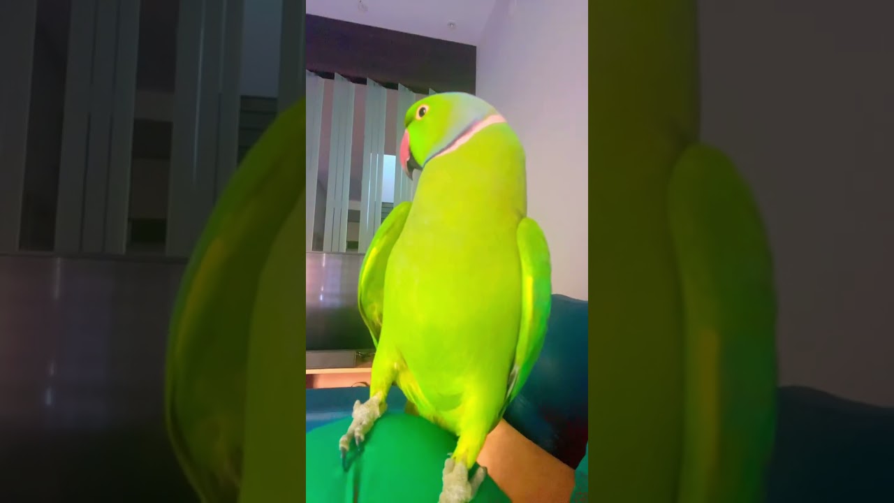 Mithu ka video shoot Chal raha hai sab log chup hou jao 😂