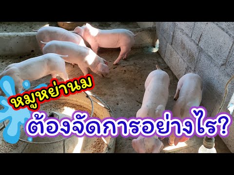 "เลี้ยงหมูเงินออม" ลูกสุกรหย่านม ต้องจัดการอะไรบ้าง ก่อนส่งให้ลูกค้า l KruThanพาทำ