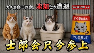 地を這う円盤2