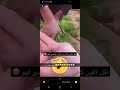 قصيمية شافت مزرعة كراث و انجنت