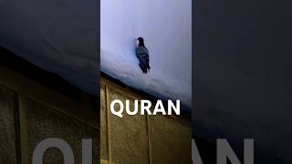 Duygusal Kuran tilaveti Emotional Quran recitation ayah surah تلاوة القرآن الكريم  #quran #kuran