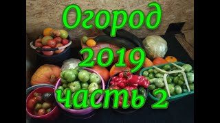 Огород 2019, часть 2. Помидоры, огурцы, капуста, картошка, морковка.